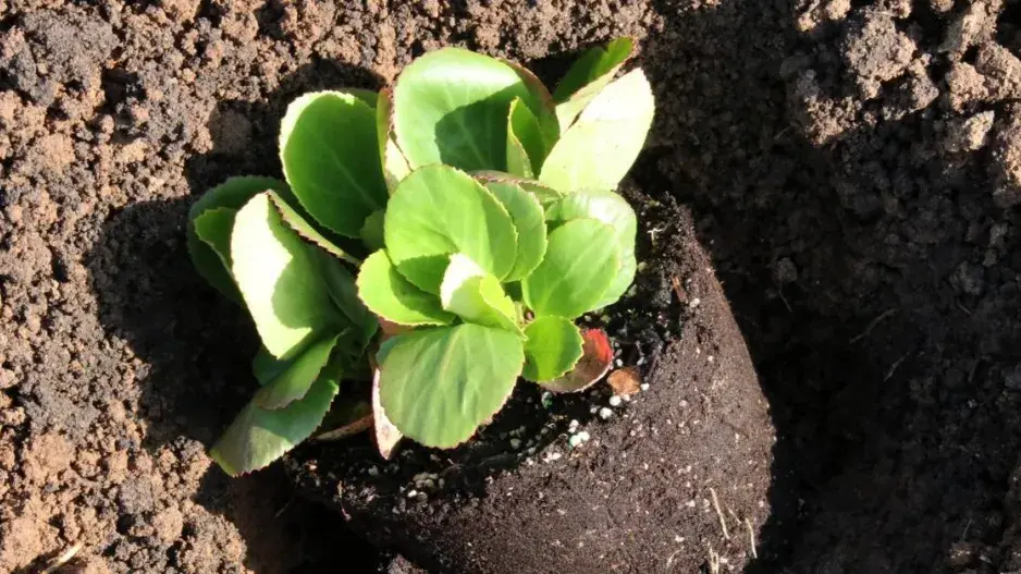 Bergénie ‘Baby Doll‘ Bergénie ‘Baby Doll‘