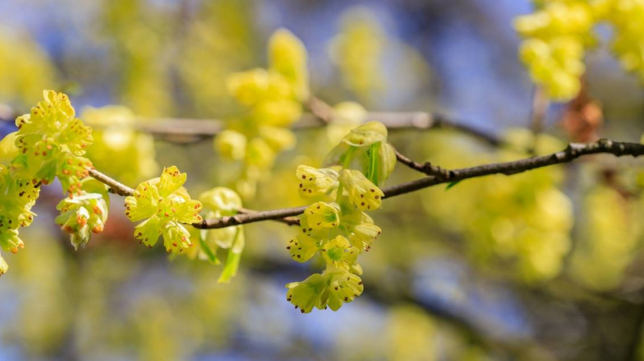 Lískovníček klasnatý (Corylopsis spicata)