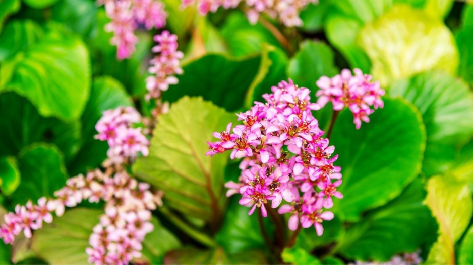 Bergenia ciliata