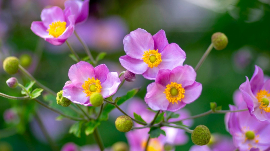 Japonská sasanka (Anemone japonica)