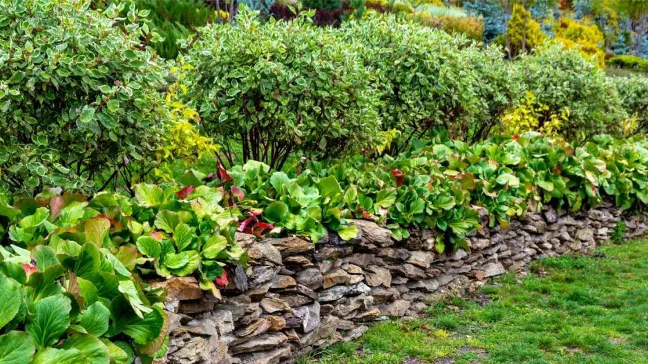 Bergénie vysazené v koruně suché zídky Bergénie vysazené v koruně suché zídky