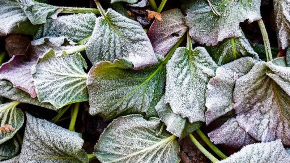 Listy bergénie pokryté jinovatkou Listy bergénie pokryté jinovatkou
