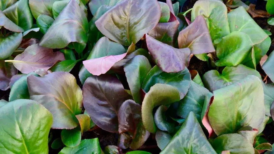 Sloní uši - listy bergénií Sloní uši - listy bergénií