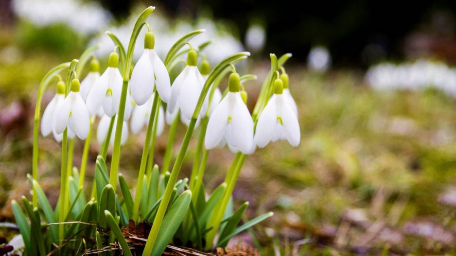 Sněženka podsněžník (Galanthus nivalis)