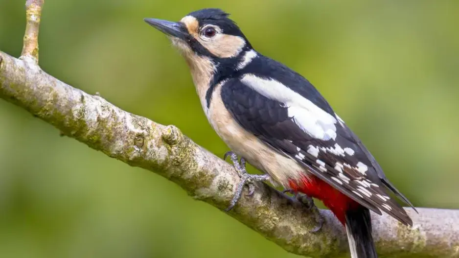 Samička strakapouda velkého Samička strakapouda velkého