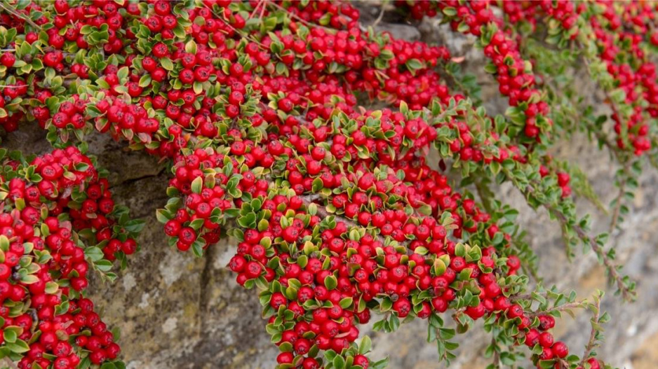 Skalník plazivý, vodorovný, někdy označovaný jako rozprostřený (Cotoneaster horizontalis)