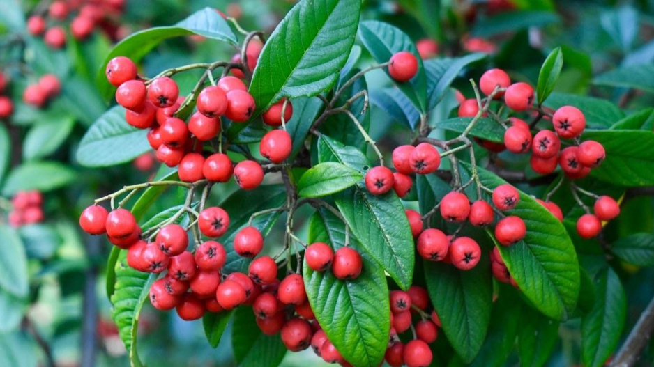 Skalník chladnomilný (Cotoneaster frigidus) ‘Cornubia’ 