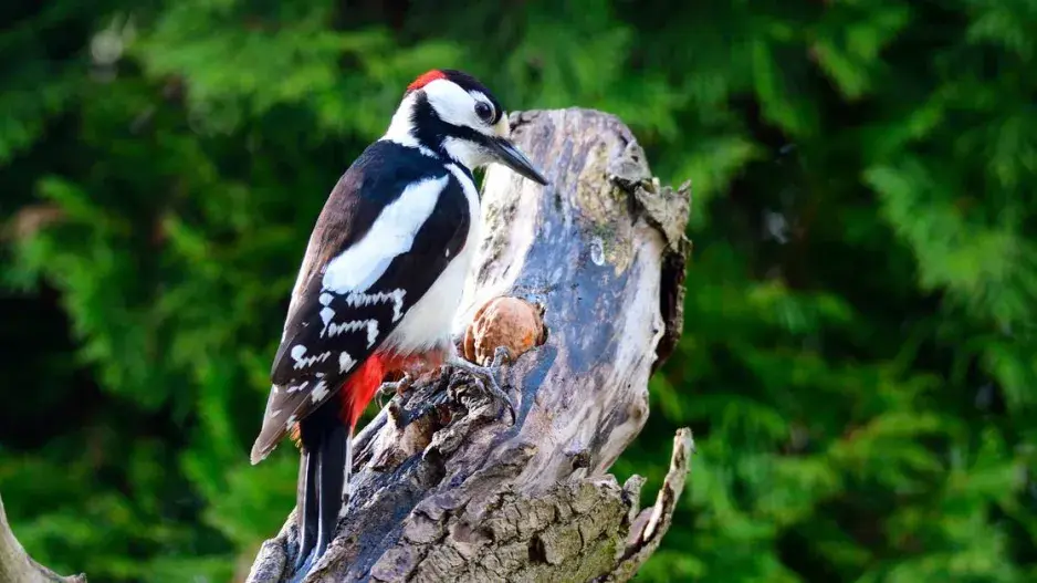 Strakapoud vydlabává ořech Strakapoud vydlabává ořech