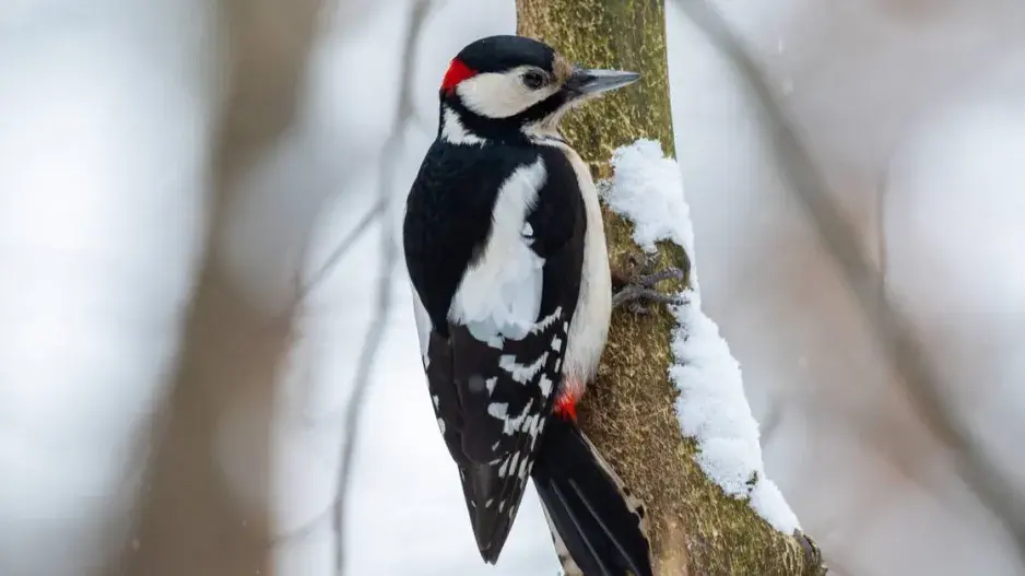 Sameček strakapouda velkého Sameček strakapouda velkého