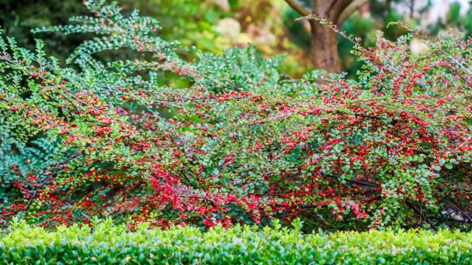 Skalník plazivý (Cotoneaster horizontalis) někdy označovaný jako vodorovný nebo rozprostřený