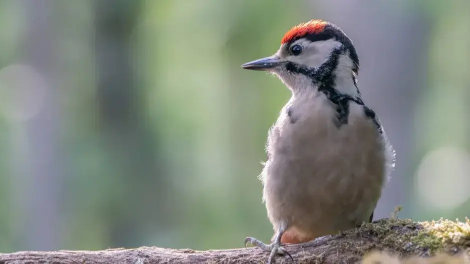 Mládě strakapouda velkého Mládě strakapouda velkého
