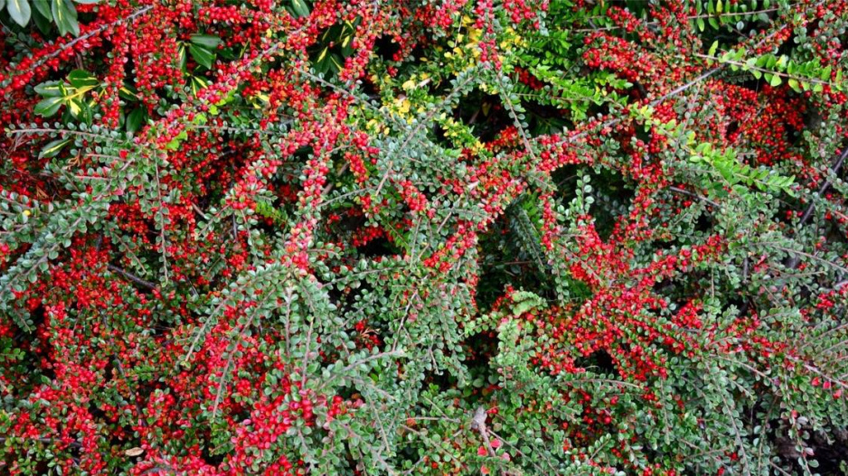 Skalník Dammerův (Cotoneaster dammeri)