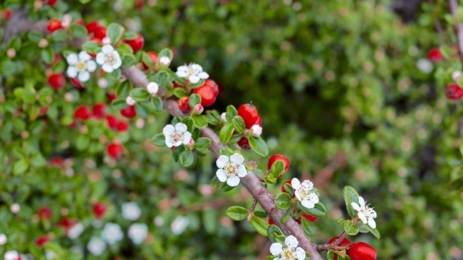 Skalník drobnolistý (Cotoneaster microphyllus)