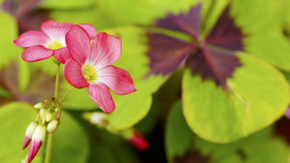 Šťavel čtyřlistý (Oxalis tetraphylla)