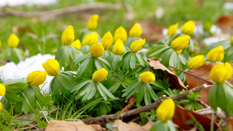 Talovín zimní (Eranthis hyemalis)