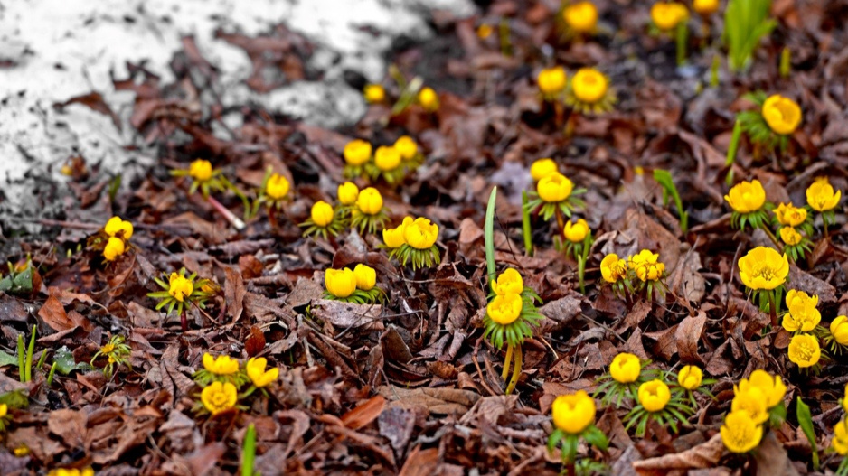Talovín cilicijský (Eranthis cilicica)