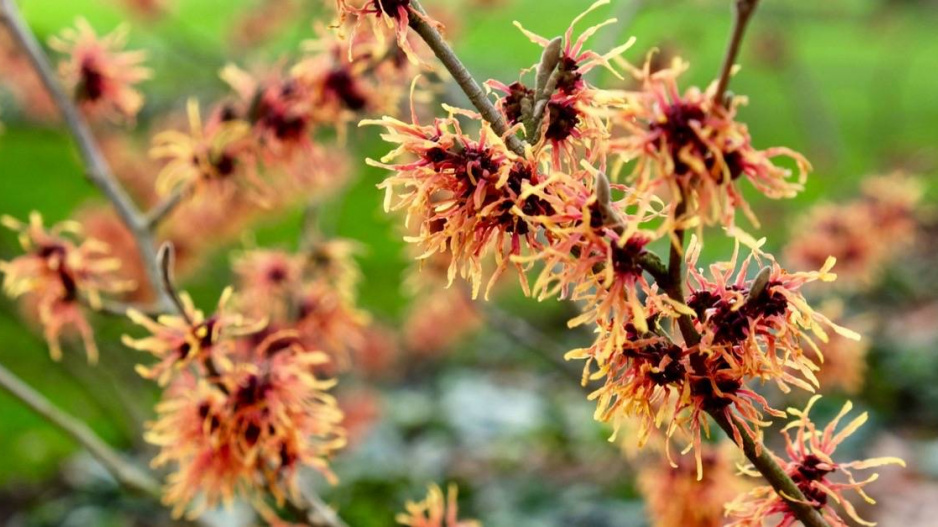 Vilín prostřední (Hamamelis x intermedia) 'Robert'