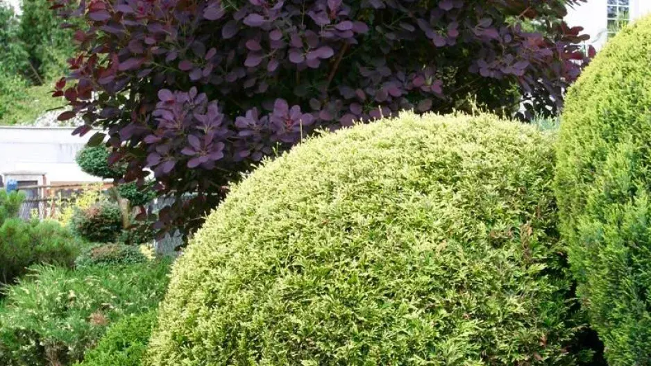 Červenolistá ruj vlasatá Červenolistá ruj vlasatá