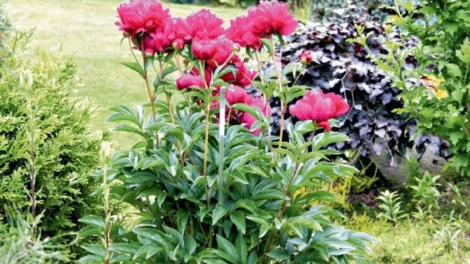 Rozkvetlé červené pivoňky Rozkvetlé červené pivoňky