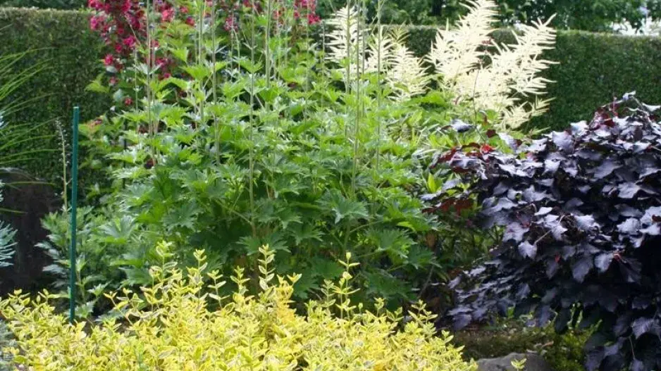 Trvalkový záhon Trvalkový záhon