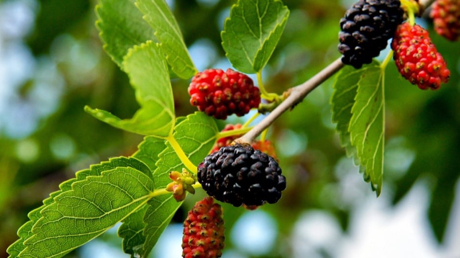 Plody morušovníku černého (Morus nigra)