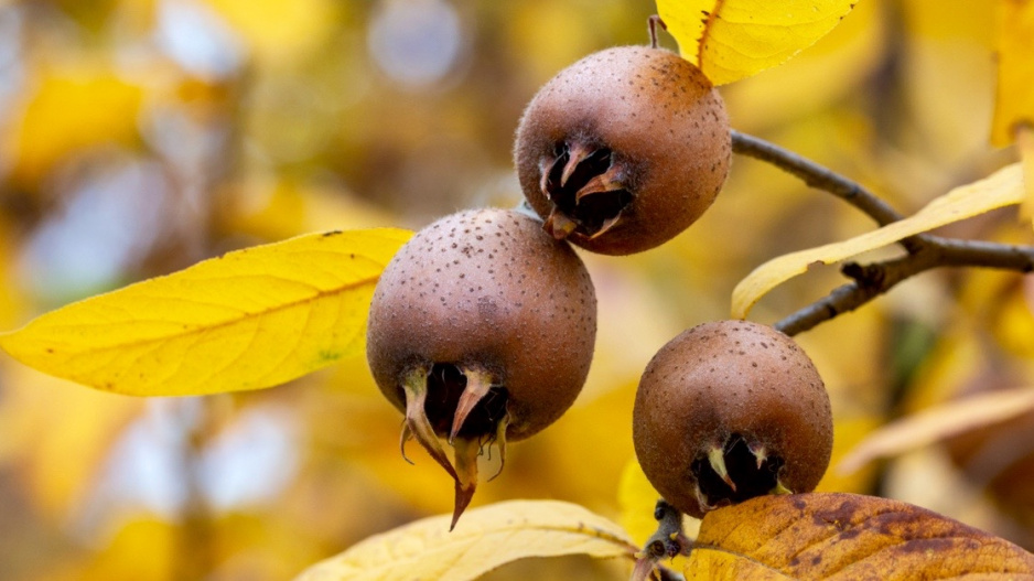 Plody mišpule obecné (Mespilus germanica)