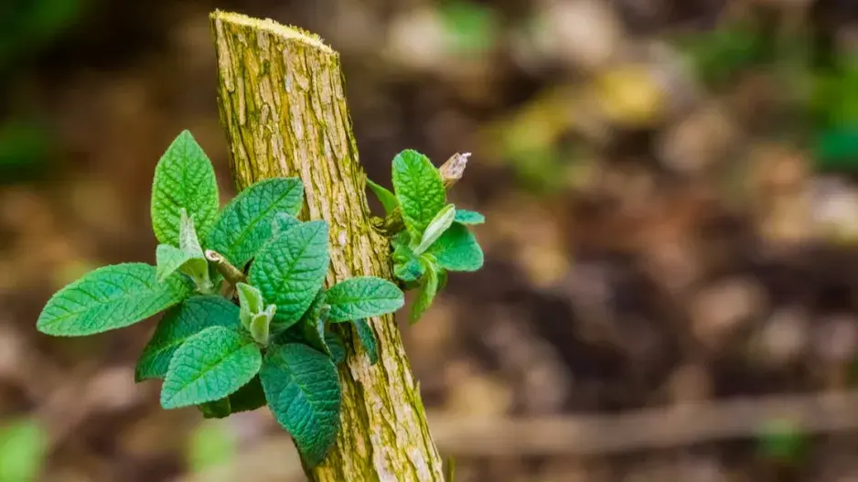Seříznutá větev komule
