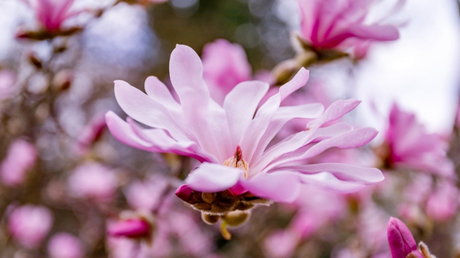 Šácholan Loebnerův (Magnolia x loebneri) ‘Leonard Messel’