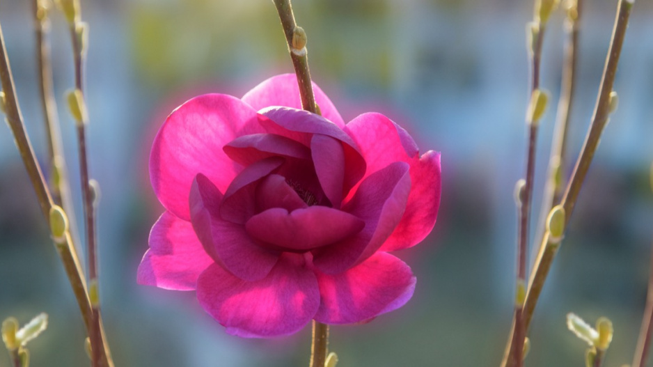 Magnólie odrůdy ’Black Tulip’