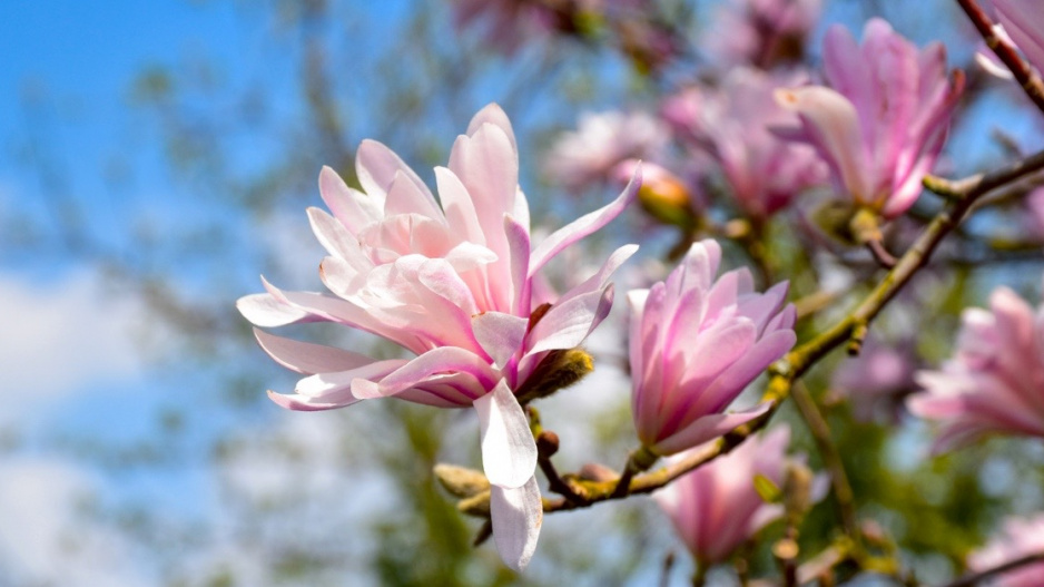 Magnólie ’Chrysanthemiflora’