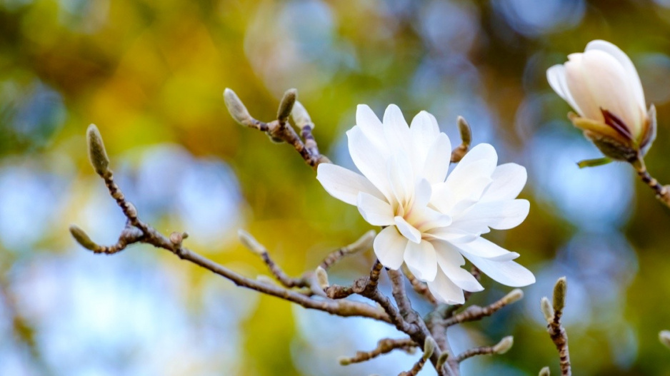 Šácholan hvězdovitý (Magnolia stellata)