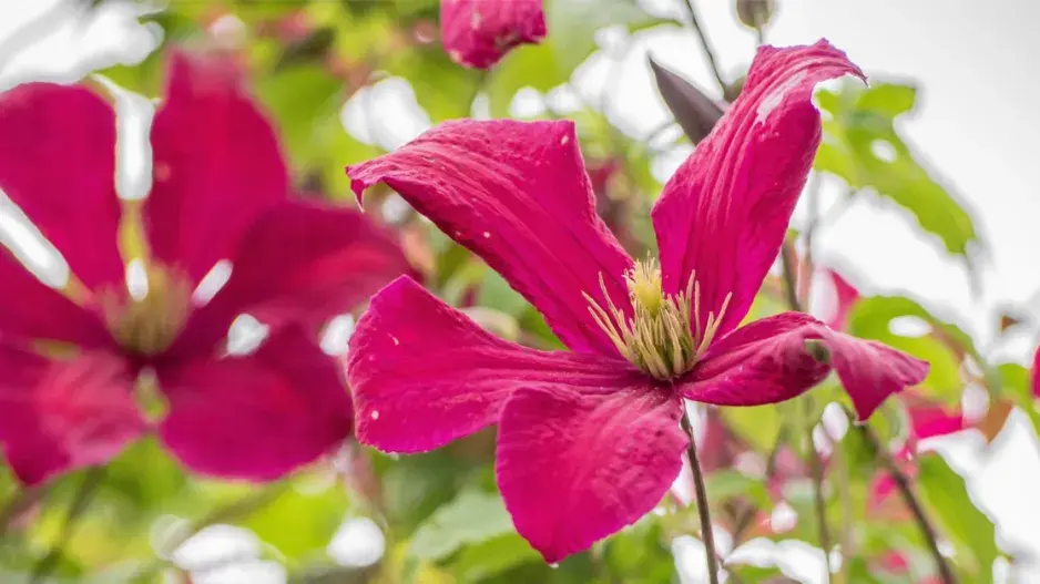 Plamének vlašský (Clematis viticella)