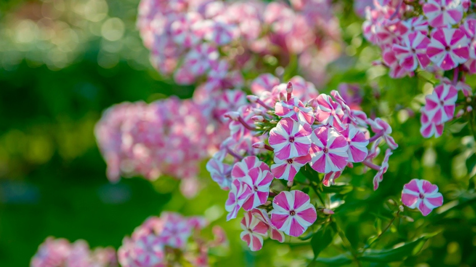 Plamenka latnatá (Phlox paniculata)