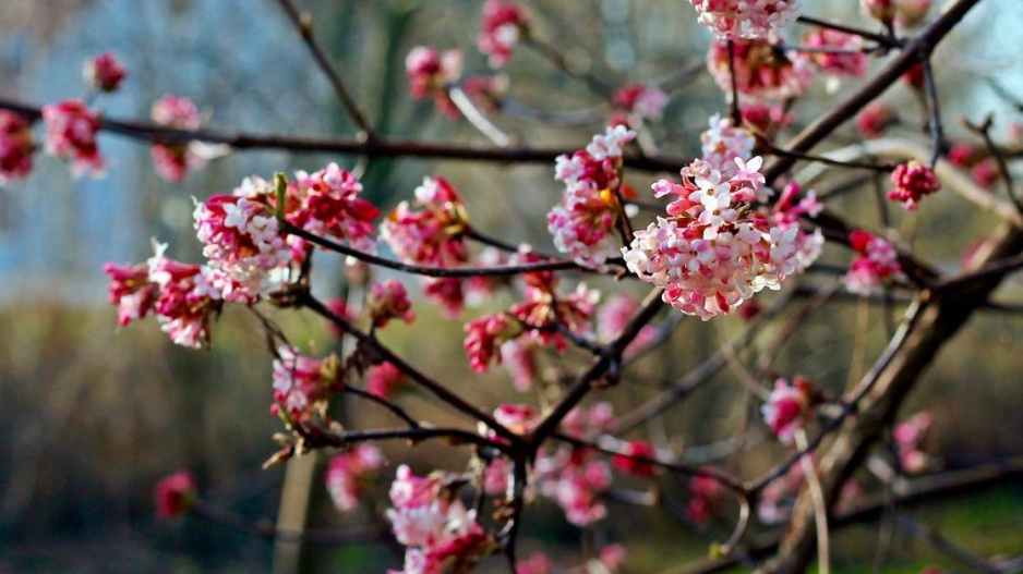 Růžové květy kaliny bodnantské (Viburnum x bodnantense)