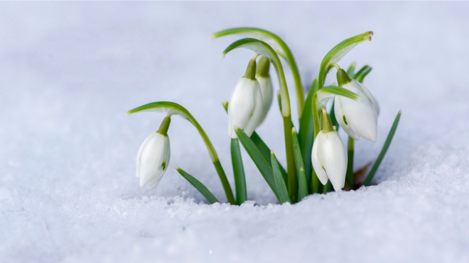 Sněženka podsněžník (Galanthus nivalis)