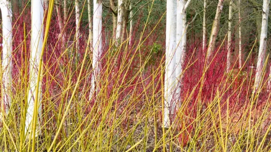 Žluté a červené výhony svíd