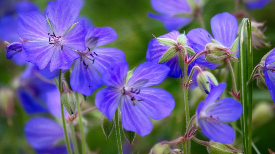 Kakost luční (Geranium pratense)