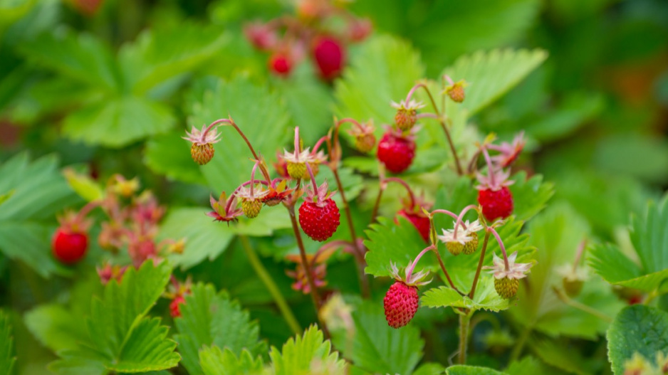 Jahodník lesní nebo také obecný (Fragaria vesca)