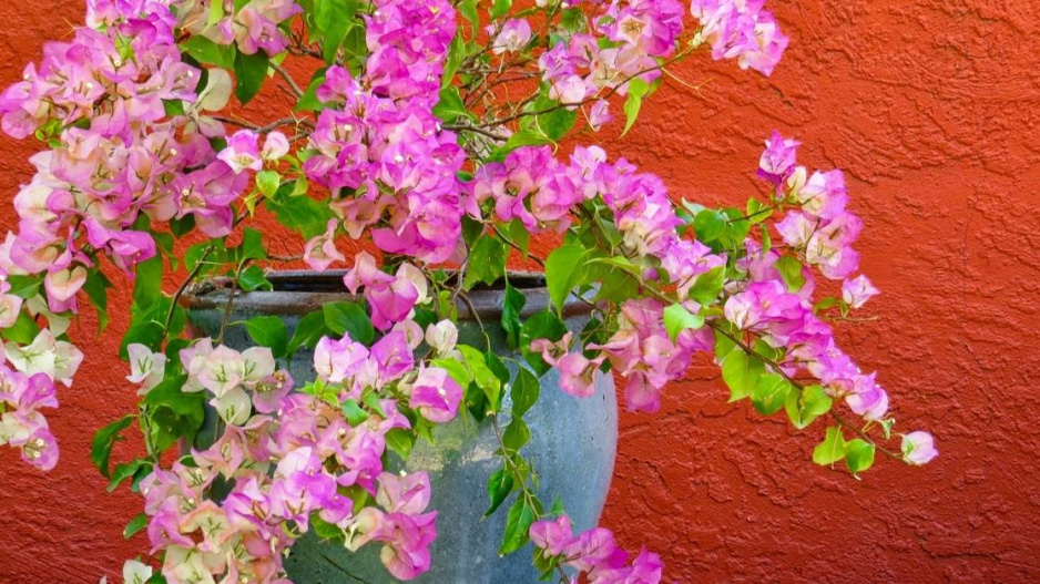 Rozkvetlá bugenvilea (Bougainvillea)