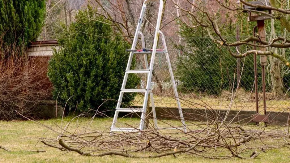 Ořezané větve pod stromem v zahradě