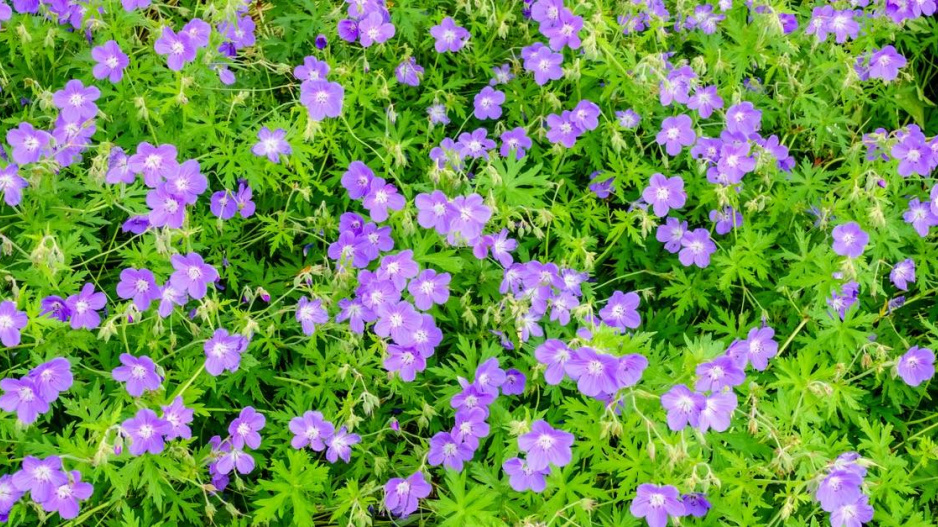 Kakost luční (Geranium pratense) ‘Brookside’