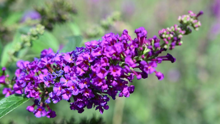 Komule (Buddleja) ’Blue Chip’