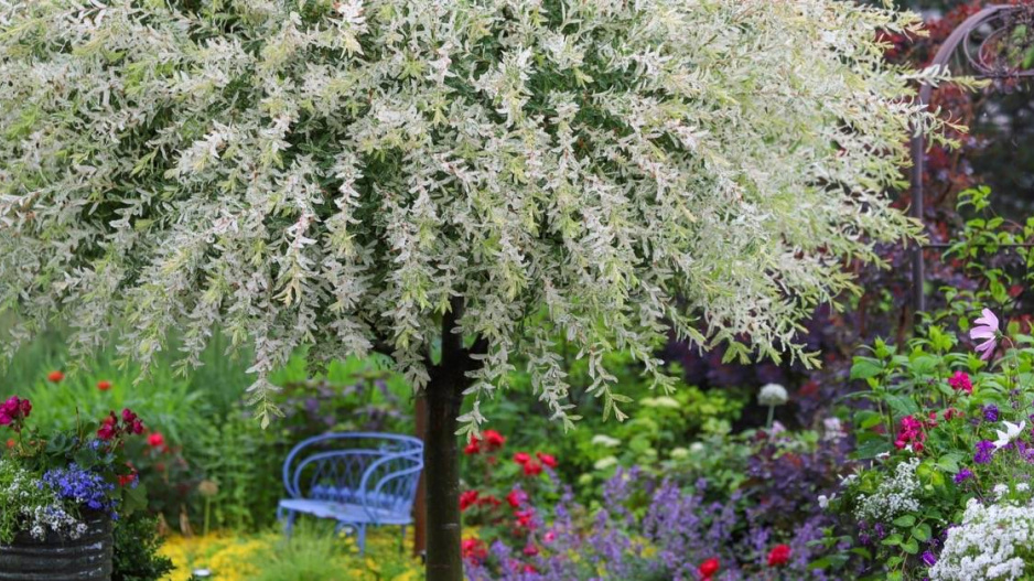 Panašovaná vrba celolistá (Salix integra ’Hakuro Nishiki’)