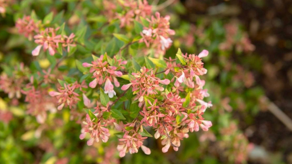 Abélie velkokvětá (Abelia grandiflora) 'Sunshine Daydream’