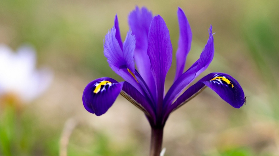 Kosateček síťkovaný (Iris reticulata)