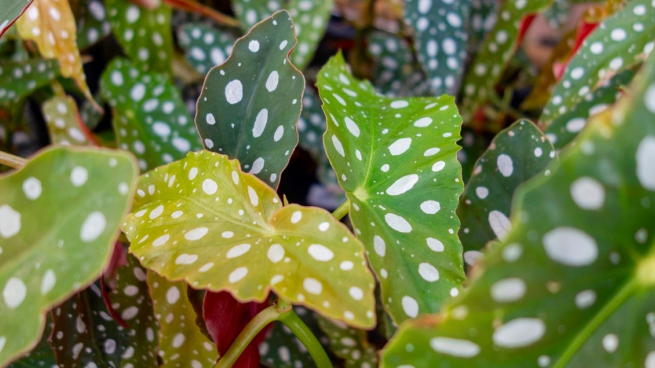 Begónie tečkovaná (Begonia maculata)