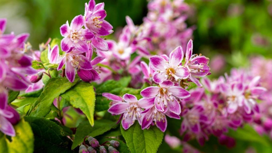 Trojpuk ’Raspberry Sundae’ (Deutzia)