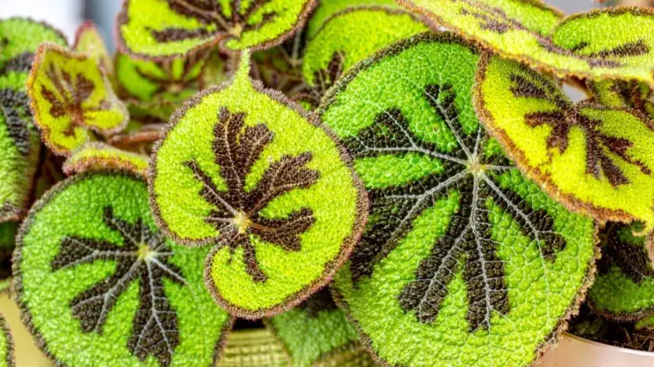Listy pokojové begonie (Begonia masoniana) Listy pokojové begonie (Begonia masoniana)