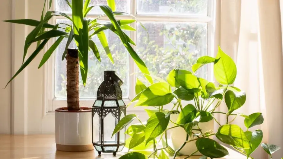 Juka (Yucca) v květináči