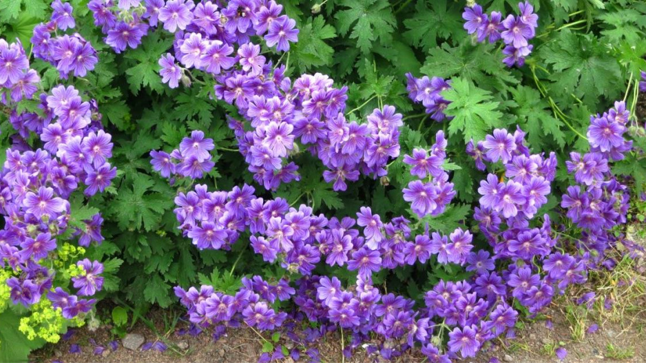 Kakost vznešený (Geranium magnificum)